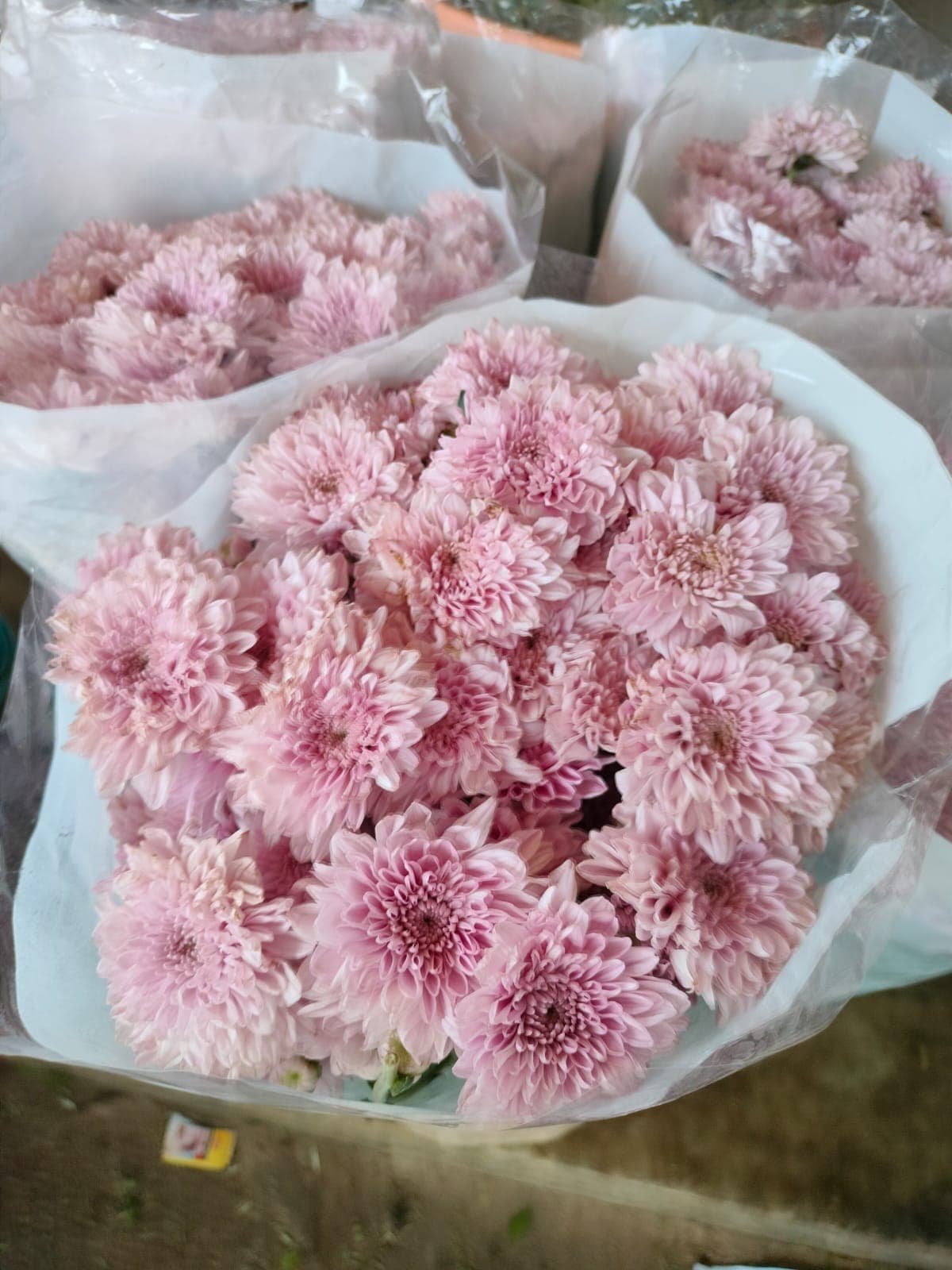 Pink Chrysanthemum